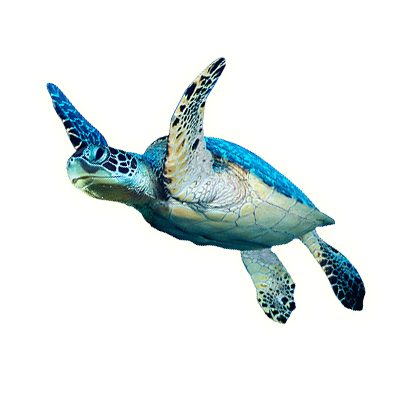 turtle_new turtle_new